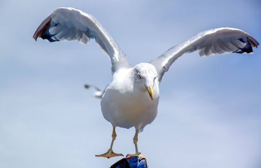 Eco-Friendly Pest Control in Brighton: Protecting Your Home and the Environment