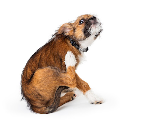 How to Prevent and Treat Flea Infestations in Your Home
