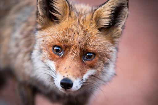 Humane Wildlife Management: Fox and Mole Control in Urban Areas
