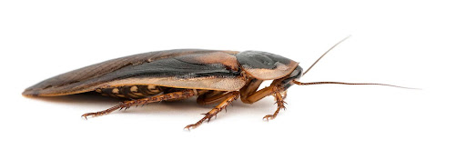 How to Identify and Get Rid of Cockroach Infestations