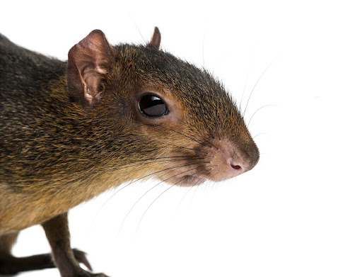 Pest Prevention Tips for Peacehaven Homes and Businesses