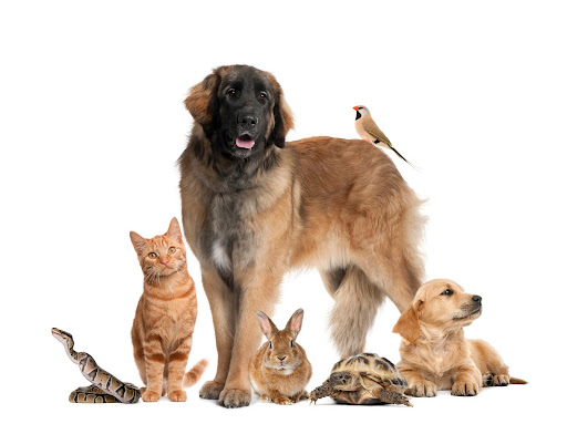 Eco-Friendly Pest Control in Lewes: Safe for Families and Pets