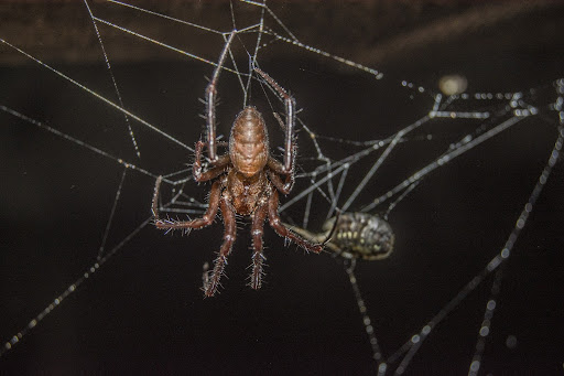 Spider Control: Safe Solutions for a Spider-Free Home