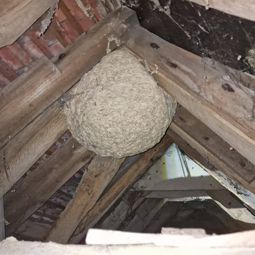 What to Do When You Find a Wasp Nest on Your Property