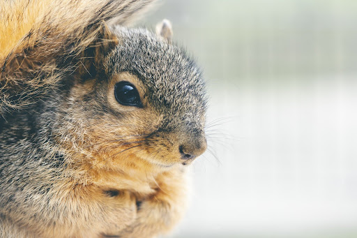 How to Safeguard Your Loft from Rodent Infestations