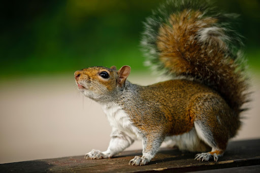 The Dangers of Ignoring Pest Problems in Your Property