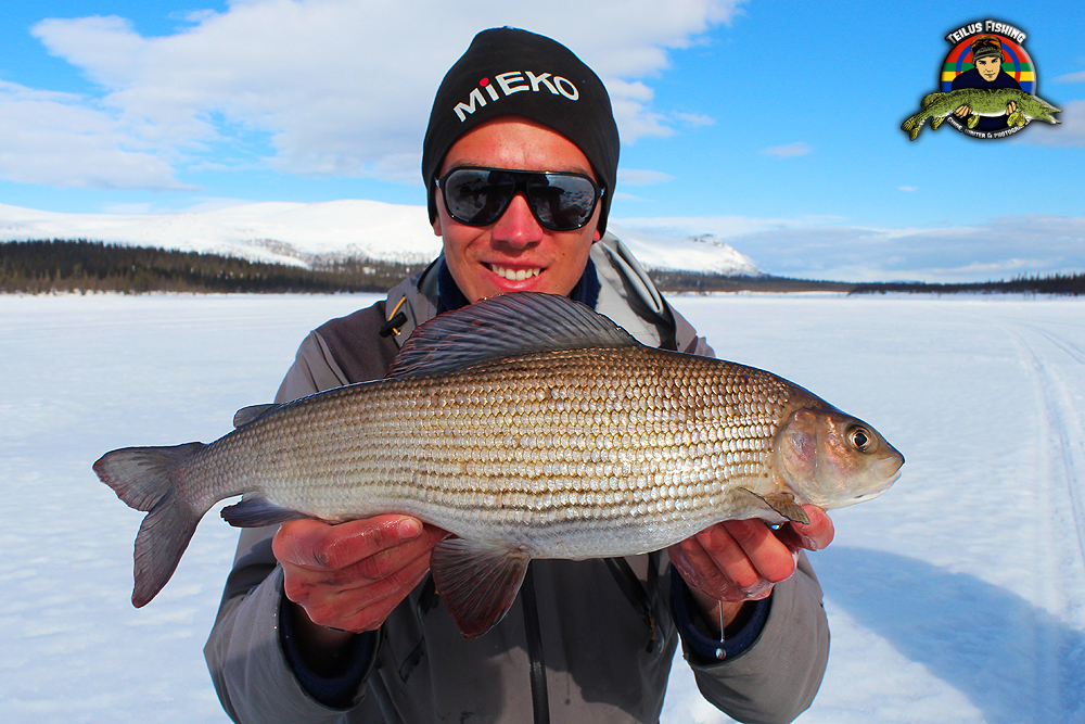 Riktigt fet och fin honharr på 1,47 kg