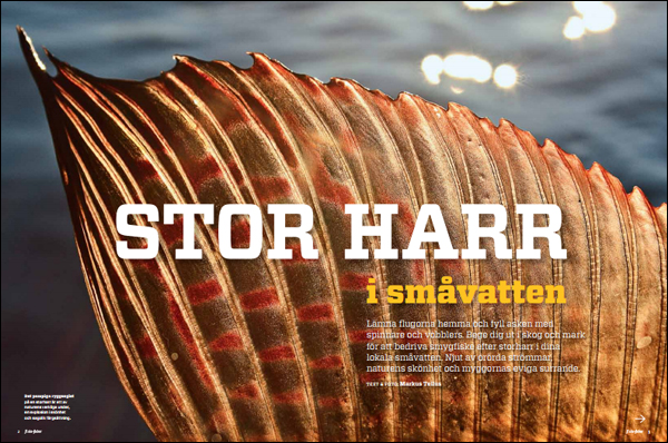 Stor harr i småvatten