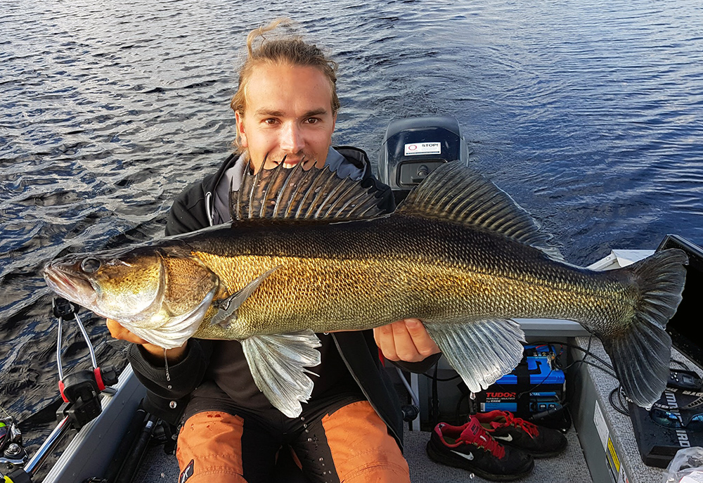 Trollingfiskad gös på 3,3 kg.