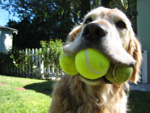 Tennis-Ball-for-Dogs-1