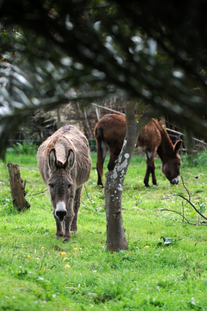 blog_Termas-da-Azenha_Joao-the-donkey