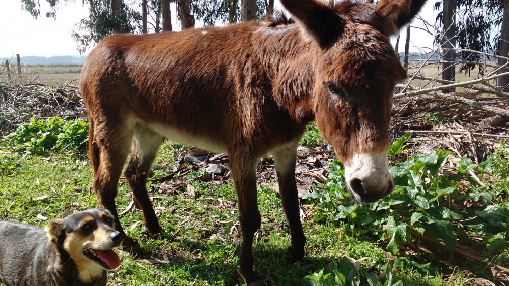 blog_donkeydonk-friend-of-the-donkeys