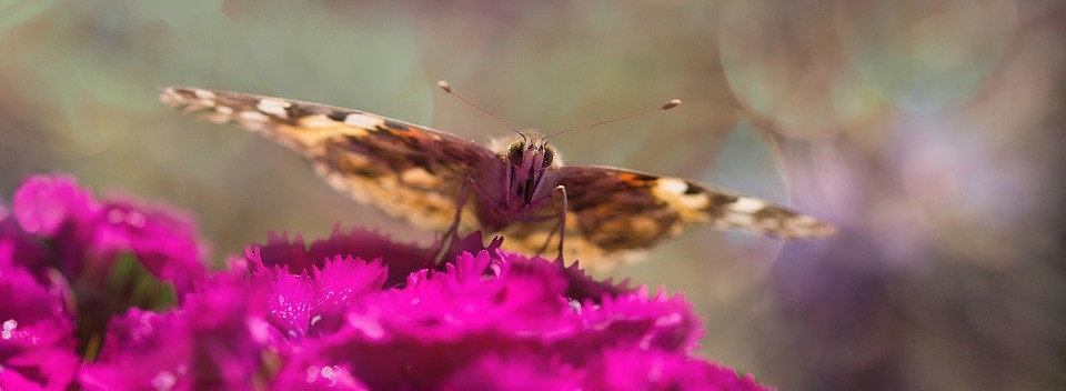 blog_Butterfly_Garden_Buddleia