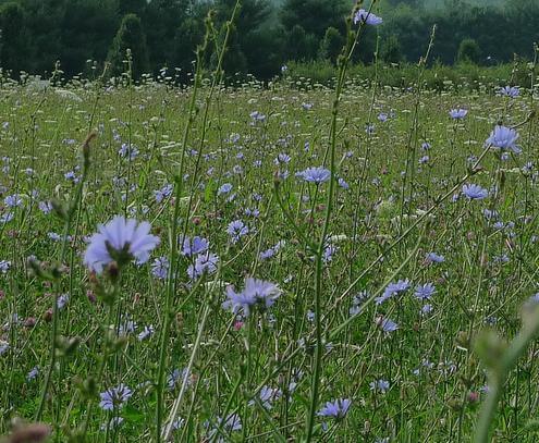 blog_natureza-portuguesa-parte-1-chicoria