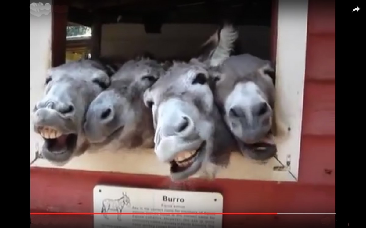 portuguese-democracy-or-donkeycracy