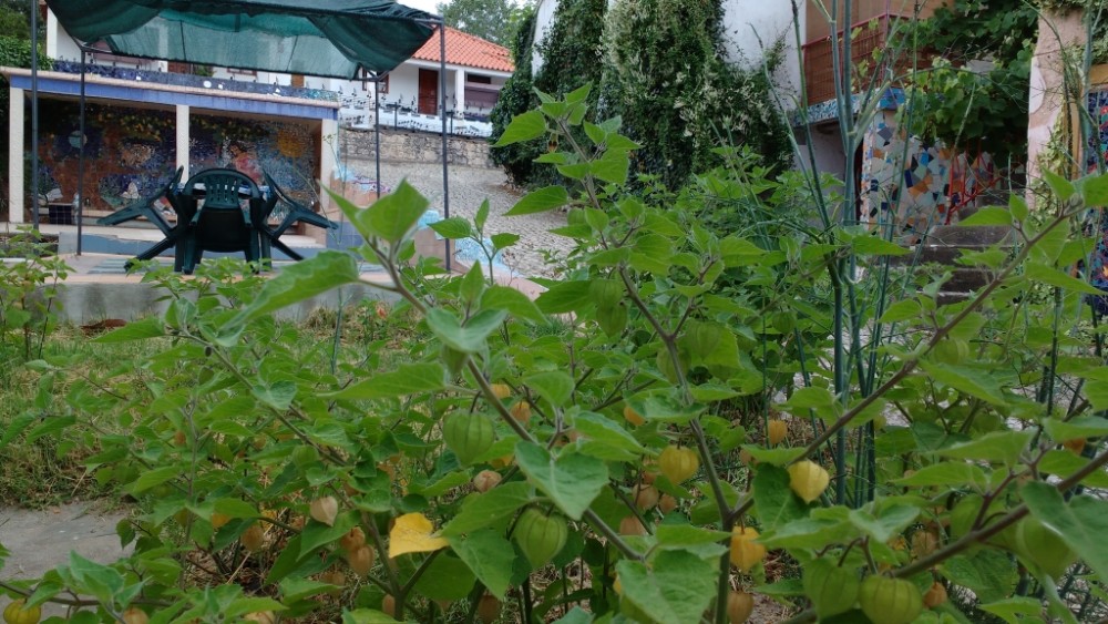 physalis-e-endro-nas-Termas-da-Azenha