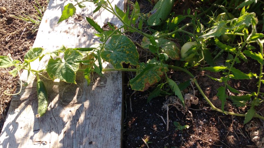 o pepinheiro é uma planta difícil