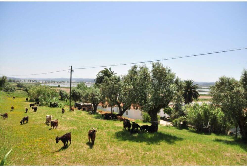 camping-goats-on-the-hill