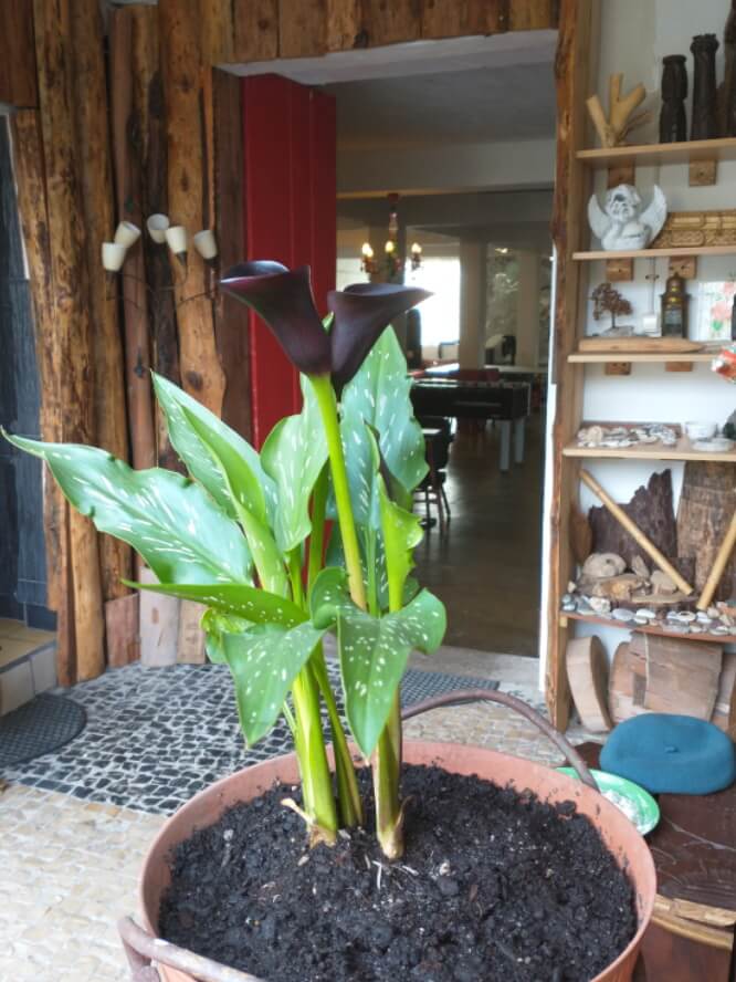 blog_portugese nature black zantedeschia