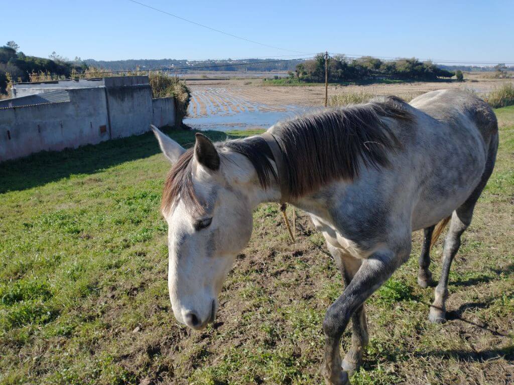 blog_paard-in-portugal