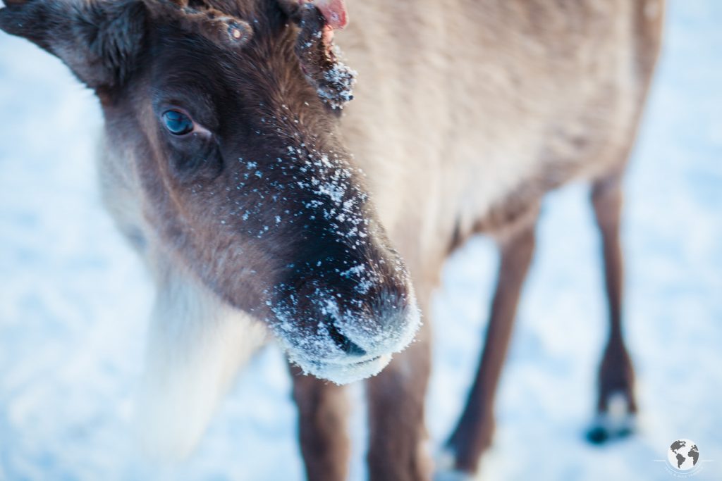 Reindeer Kiruna