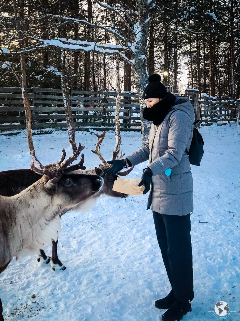 Kiruna reindeers