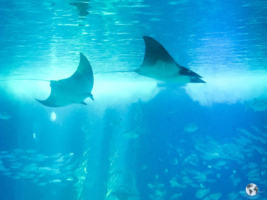 Pool aquarium