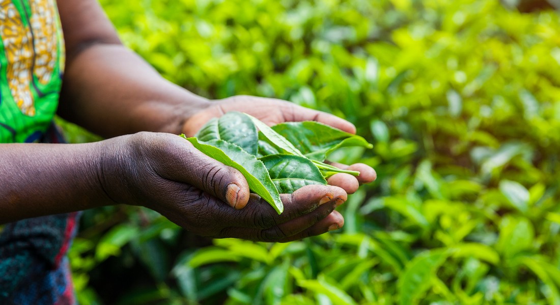 Grønne blade i en afrikansk kvindes hænder.