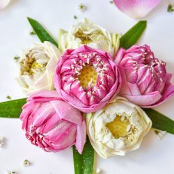 lotus-background-less lotus-background-less