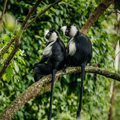 One&Only-Nyungwehouse-Rwanda