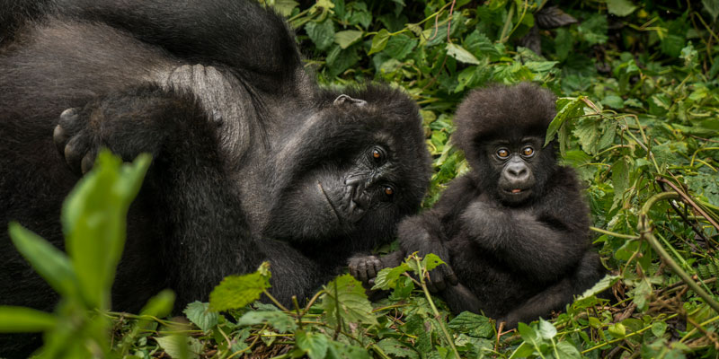 -O&O-Gorillas-Nest