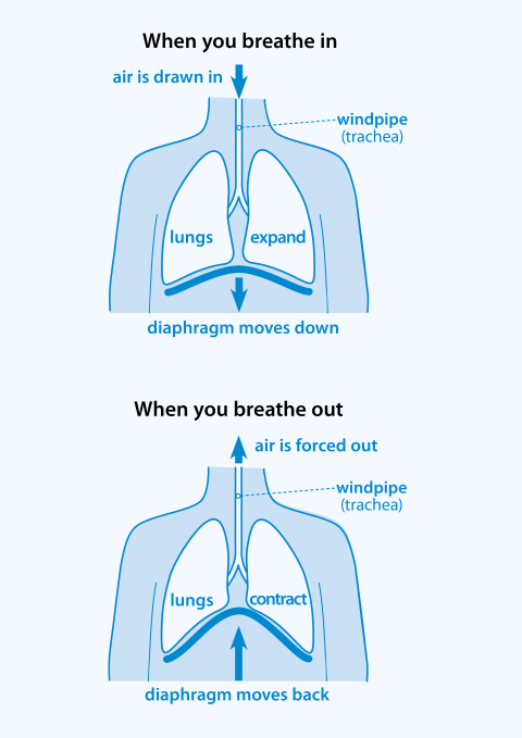 What Happens To Your Body When You Control Your Breathing? – Expand a Lung