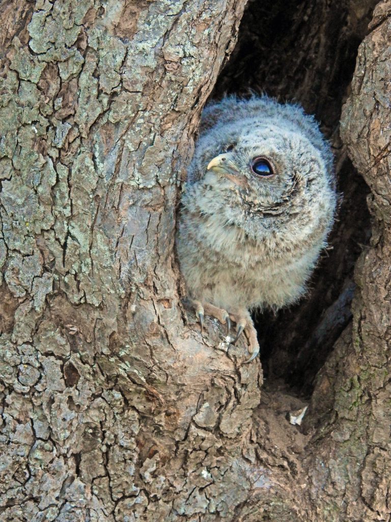 roofvogels en uilen