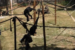 Chimps in their enclosure at Tacugama Chimpanzee Sanctuary / Radhika Aligh