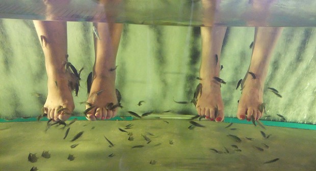 The fish are said to have a therapeutic enzyme in their saliva. Photo: Brandon Downey