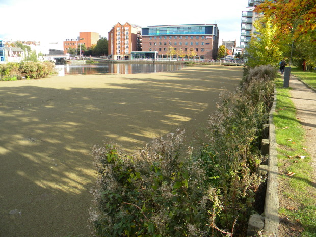 Brayford moss