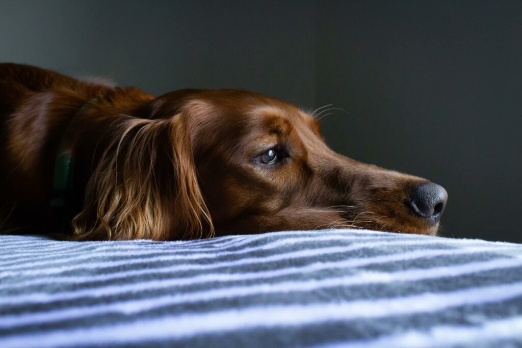 Bruine hond ligt met snoet op de grond