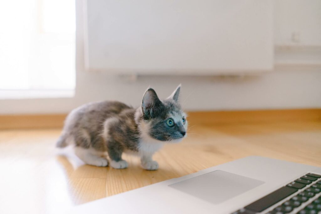 Ineengedoken kitten is op haar hoede