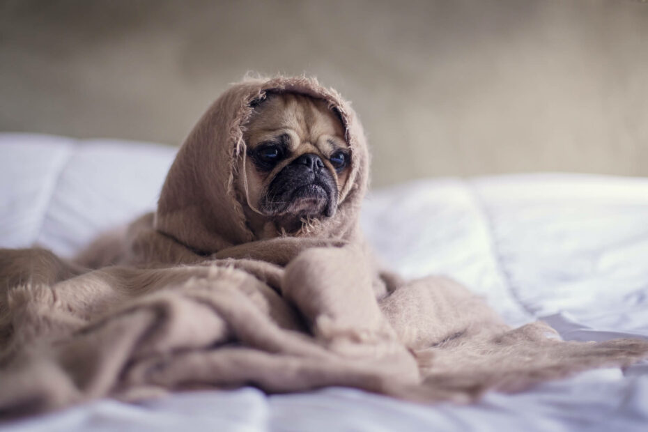 Mopshond is in deken gewikkeld en kijkt ongelukkig