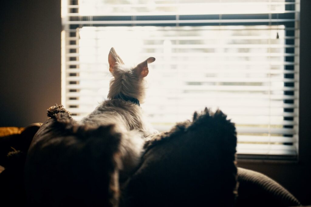 Wit hondje kijkt naar buiten en wacht - destructieve hond