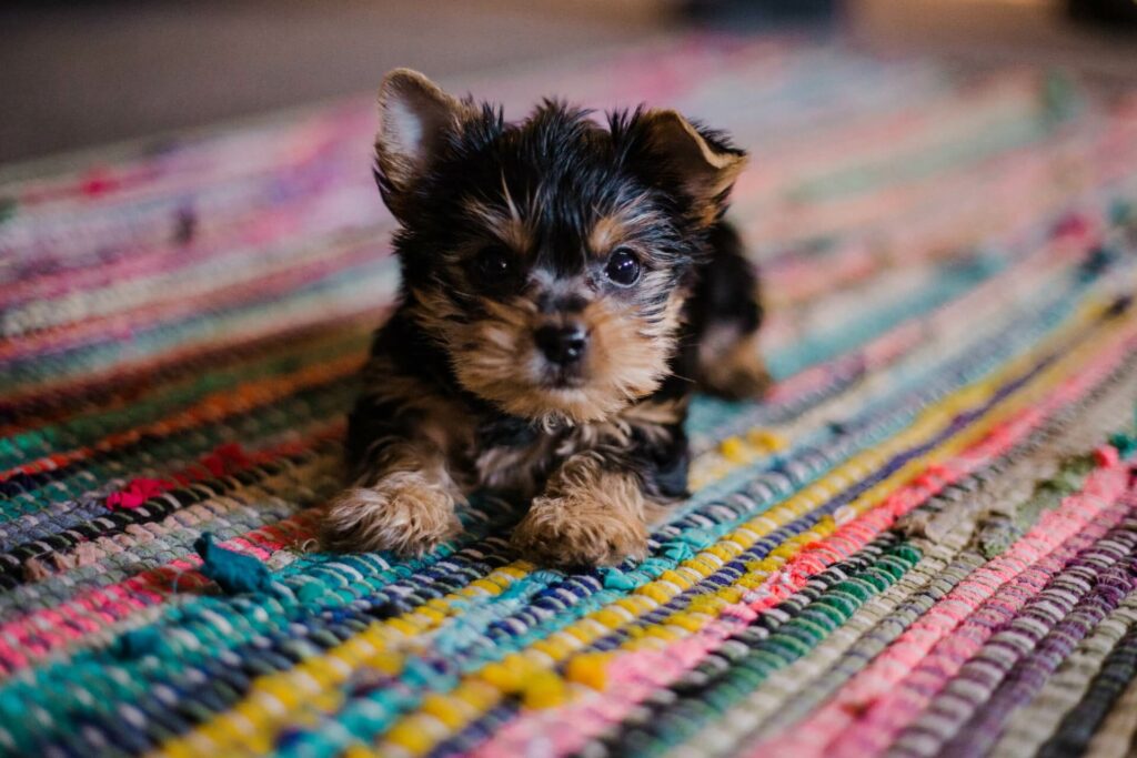 Yorkshire puppy op een felgekleurde mat