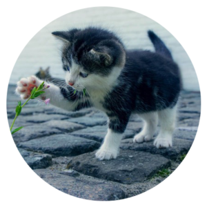 spelende kat