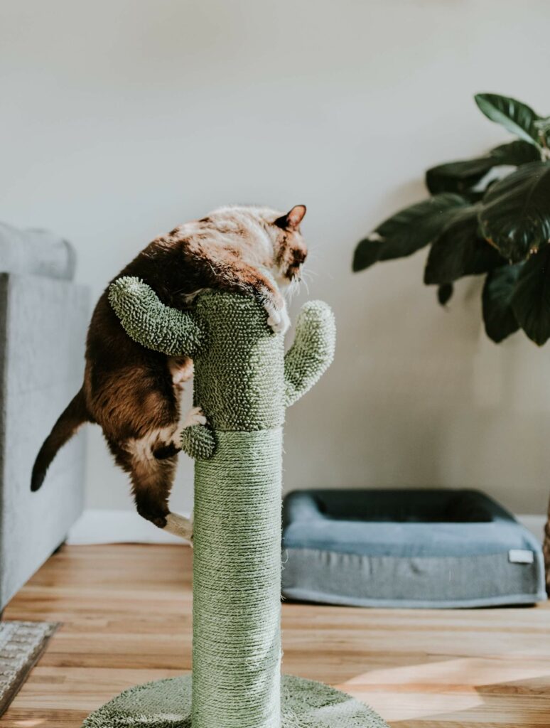 Kat kruipt op een krabpaal die eruitziet als een cactus - een happy baasje. 
Gedragstherapeut voor katten en kattenoppas