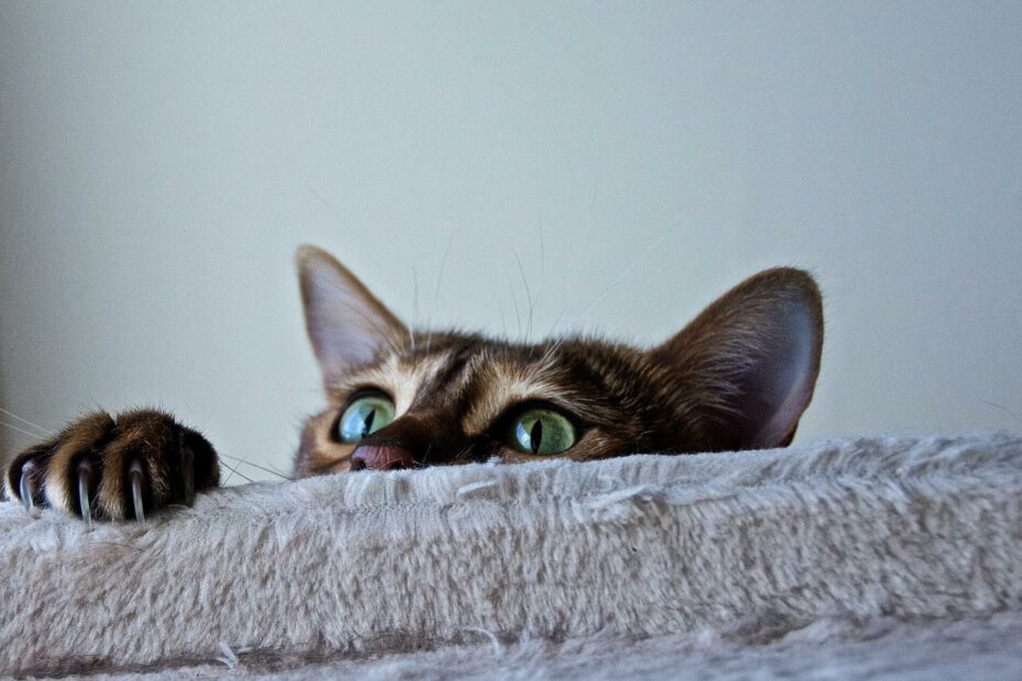 Een kat met groene ogen komt piepen met een deel van haar snoet en 1 pootje