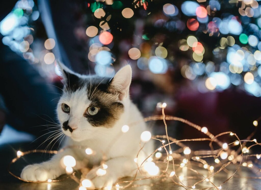 een zwart-witte kat zit tussen de kerstlichtjes