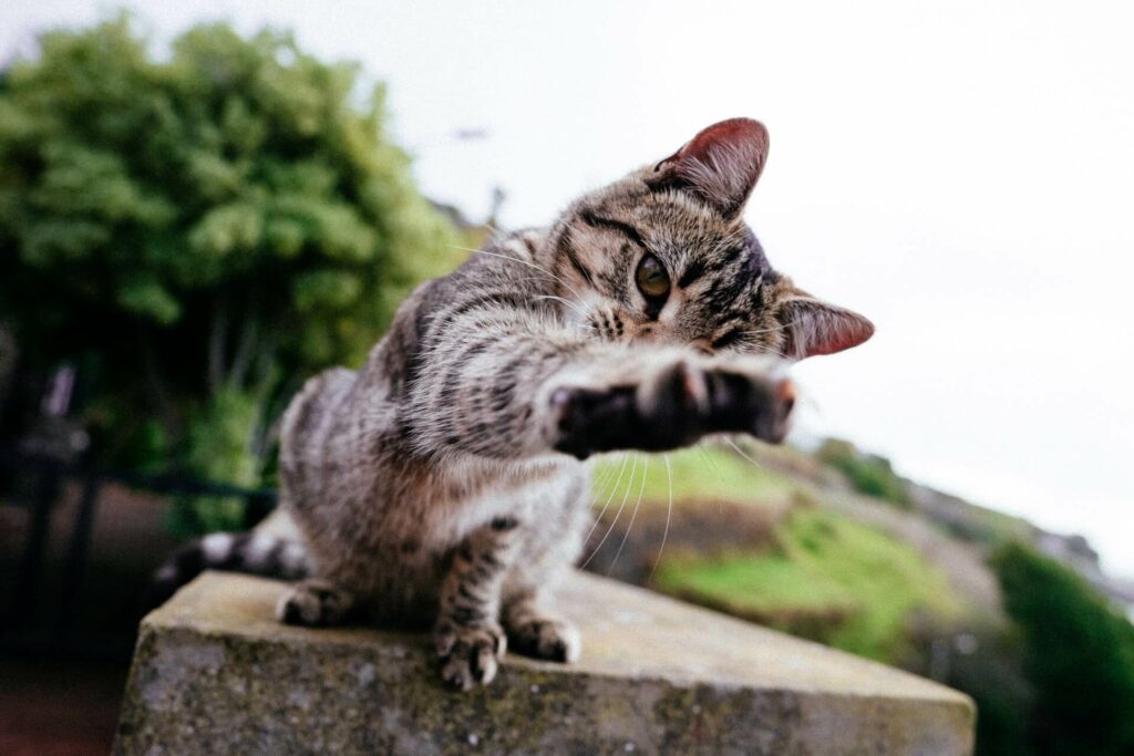 een getijgerde kat toont haar voorpoot aan de camera - Mijn Ziva is agressief