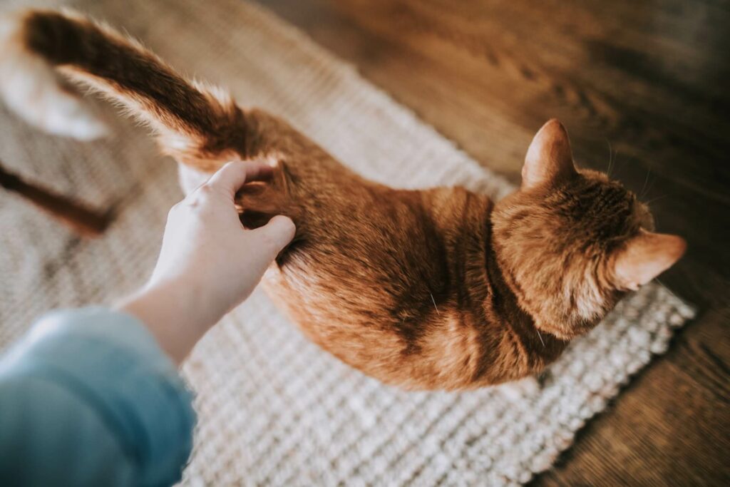 een rosse kat wordt op de onderkant van haar rug gestreeld