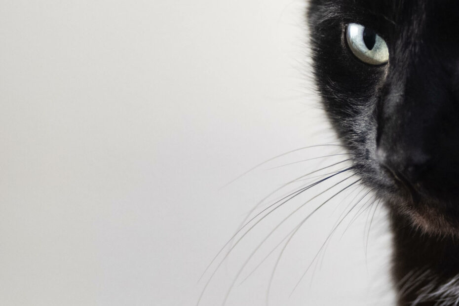 een oog en snorharen van een zwarte kat