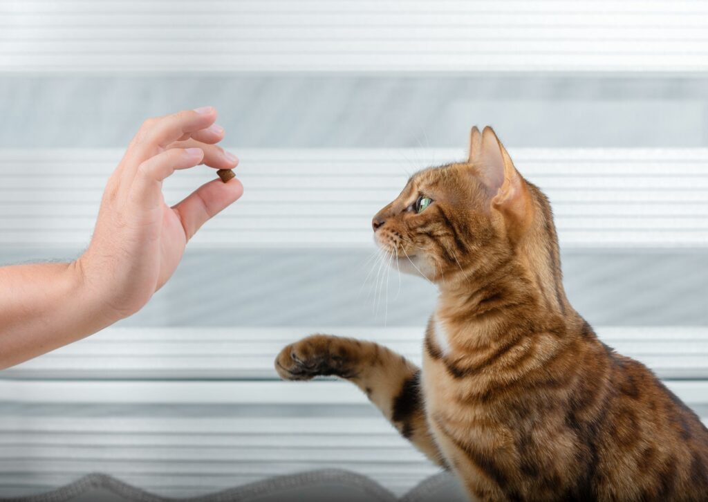 Hoe katten iets afleren? Iemand toont een snoepje aan een kat