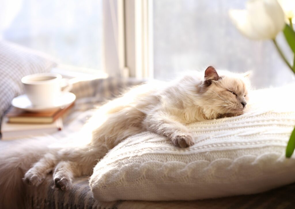 waarom katten spinnen - een witte kat ligt genietend te rusten
